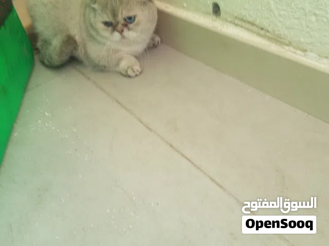 ذكر قزم  منشكن للتزاوج ny1133