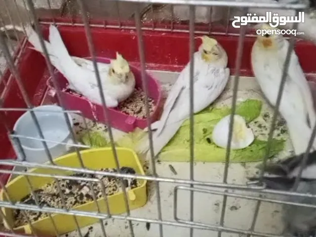 الرصيفه جبل الشمالي