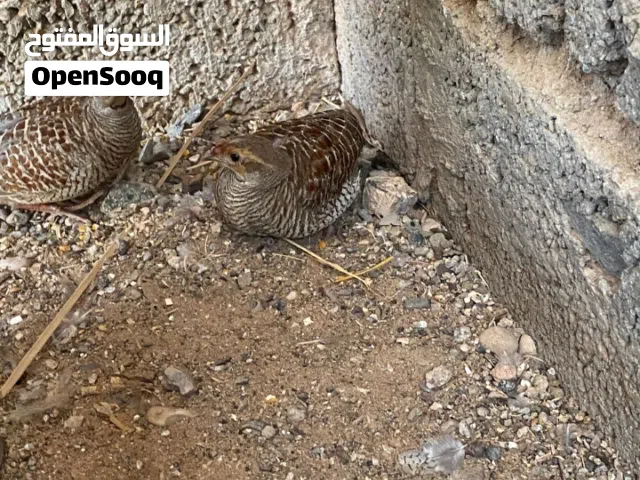 صفارد    للبيع  اموره طيبه