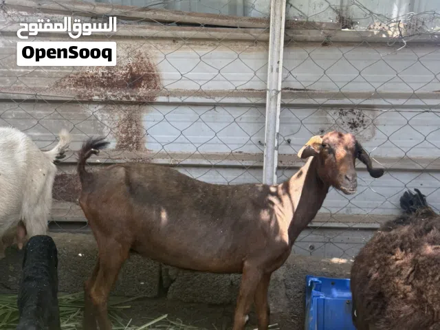 غنم للبيع بصحه جيده