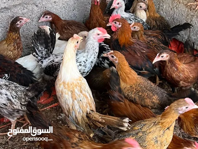 دجاج عماني فرنسي للعمر شهرين ونص