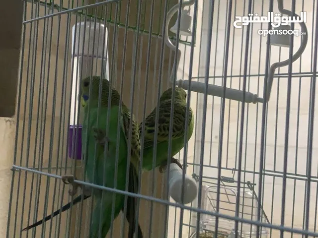 إعلان بيع بيت عصفور واسع ومجهّز بالكامل!  فقط مع جميع المستلزمات ومع بيت خشبي للشتاء