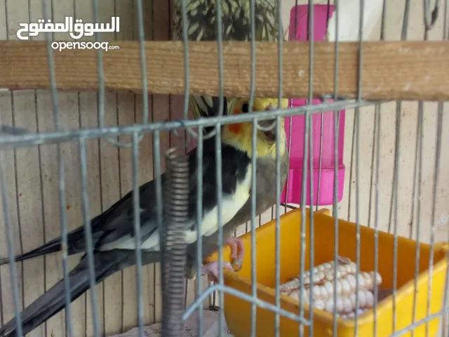 متاح بفضل الله قص كوكتيل الدكر حبشي والنتاية  ايزابيل  اوبدل بعصافير روز او فيشر المكان دار السلام
