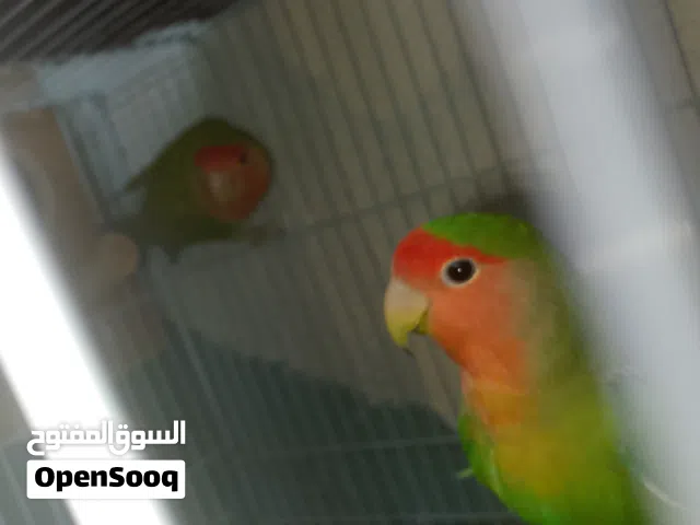 للبيع زوج روز (Lovebird) جاهز للإنتاج