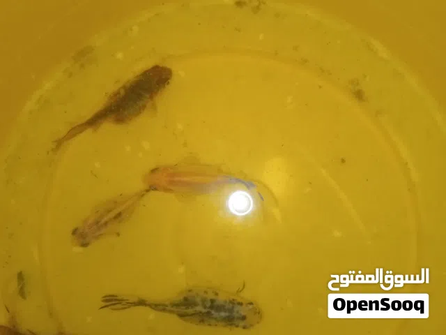 متوفر حوت رقاص