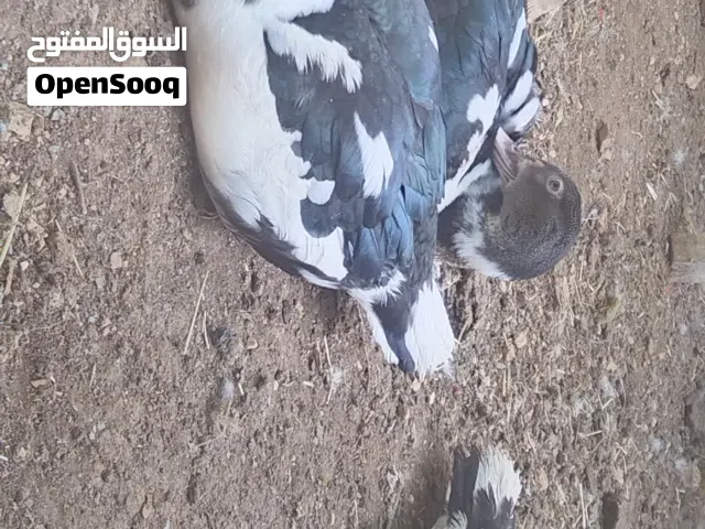 بالصلاة على النبي متوفر ذكور بط للبيع