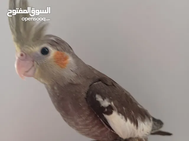 ببغاء كوكتيل ازبيل اقرا الوصف