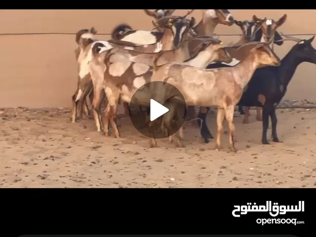 معز للـــــبــــــيــــع