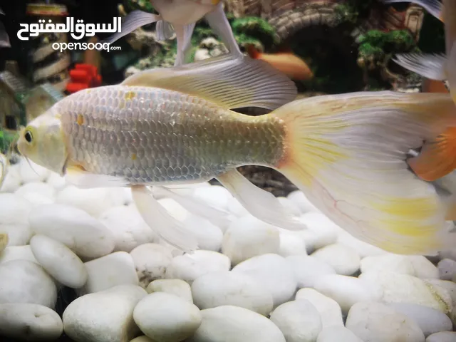 Beautiful Butterfly big koi Fish
