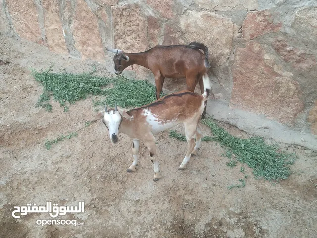 عرسان سمان