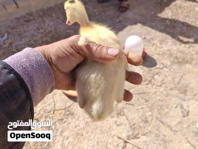 بط مولر عمر 15 يوم الجوز ب130جنيه