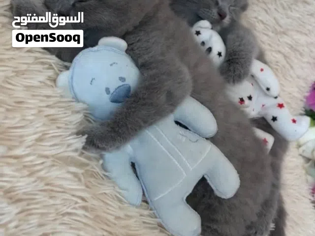 Scottish fold blue