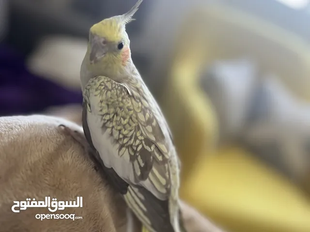 طير انثى  كروان  ربوة