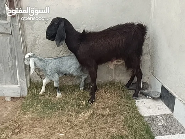 عنز والده جدي السن اول جمع