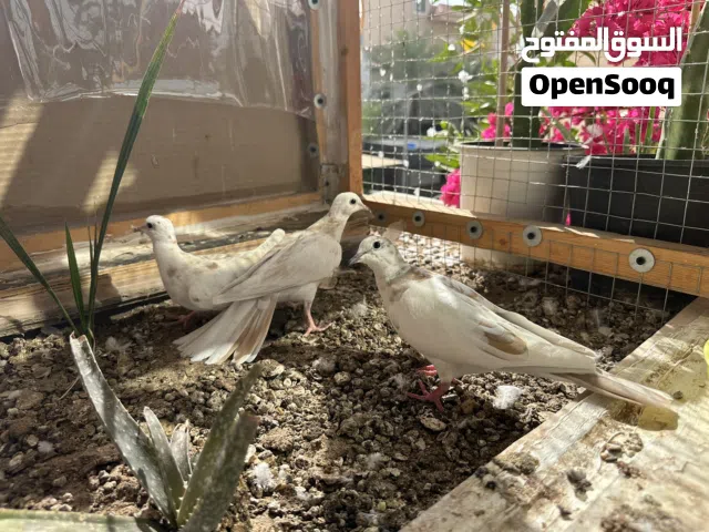 حمام مطوّق (ياكريم)