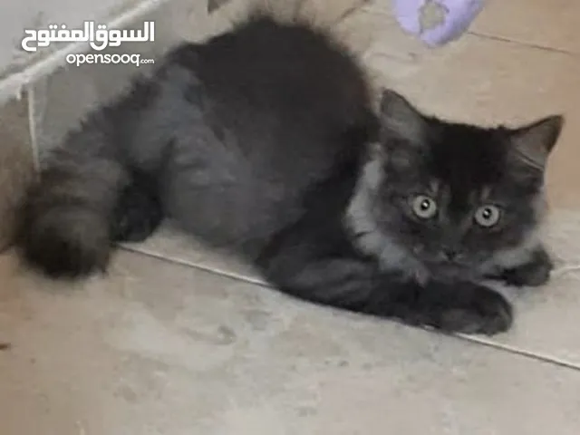 تبني قط كتن كيوت