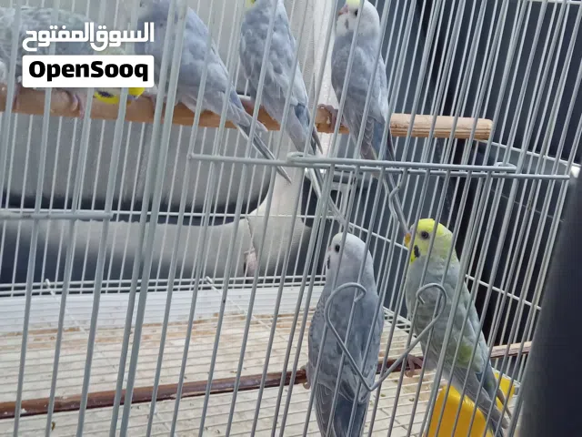 اربعه دكوره رينبو وزوز إنتايات