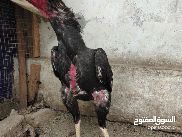 احتاج بيض شامو  need shampoo egg