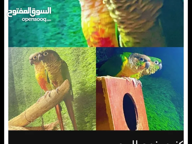 العثور على طيور زينة