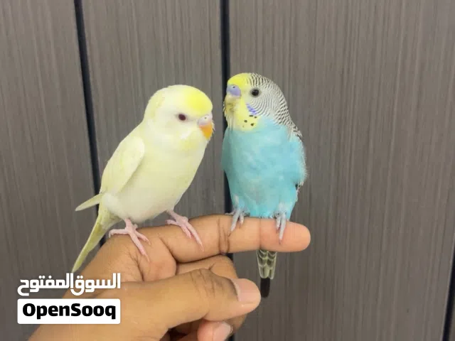للبيع زوج طيور أليفه جدا