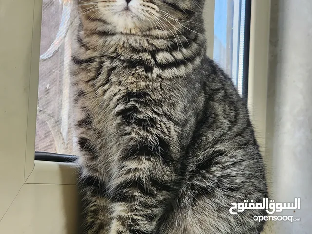 سكوتش فولد للبيع 500ذكر عمره سنه