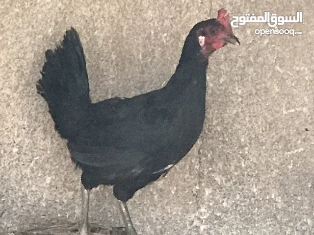 دجاجه عرب بياضه