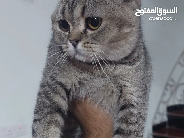 قطة سكوتش انثى للتبني