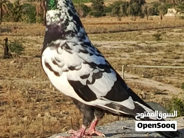 متاح حمام للبيع