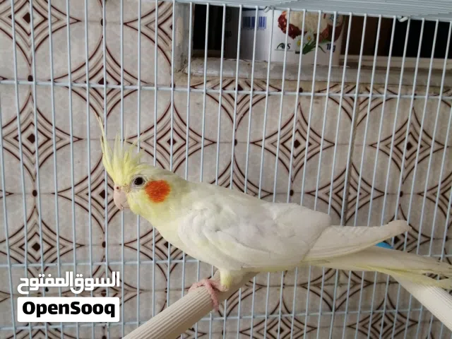 طيور نشيطه وبصحه جديده تستطيع الغناء والعب  سهلة ترويض