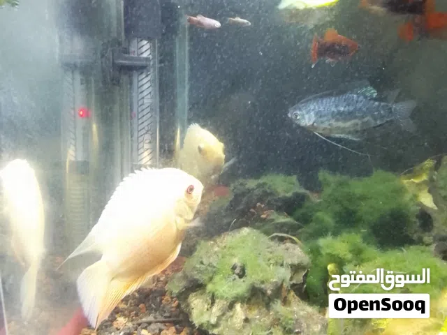 اسماك للبيع