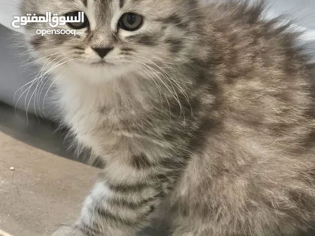 قطط شيرازي