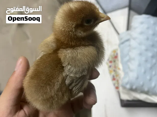 للبيع كتاكيت الواحد بخمس ربيات