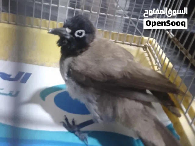 بلبل للبيع
