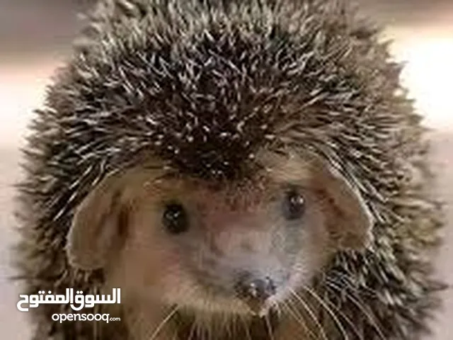 قنفذ اليف.