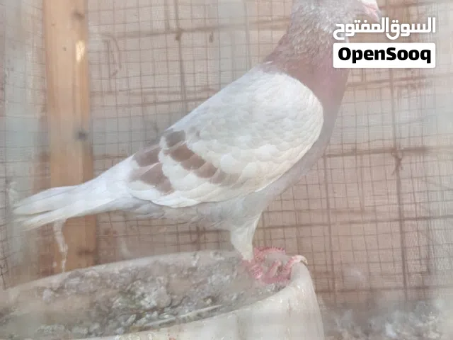 تك فحل زاجل 2025   الشراي يجي خاص