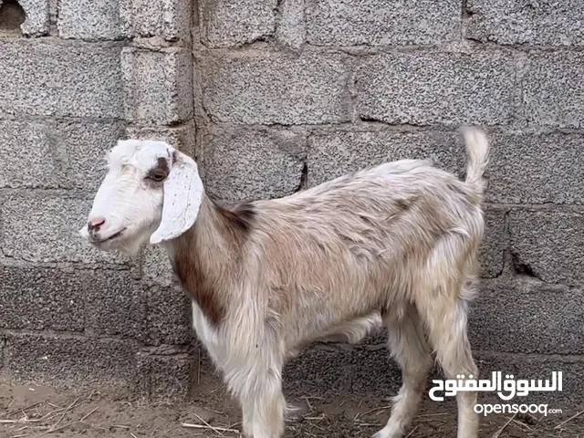شاه تهجين باكستاني