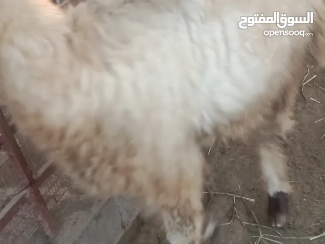 خروف نعيمي