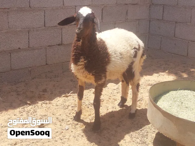 فطيمة للبيع