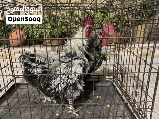 3 فراريج كيرلي