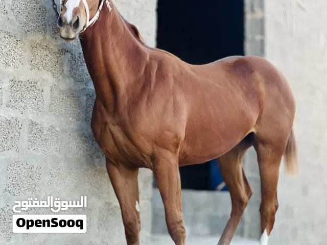 فلوه تسواهن للبيع العمر 13شهر إنجليزيه
