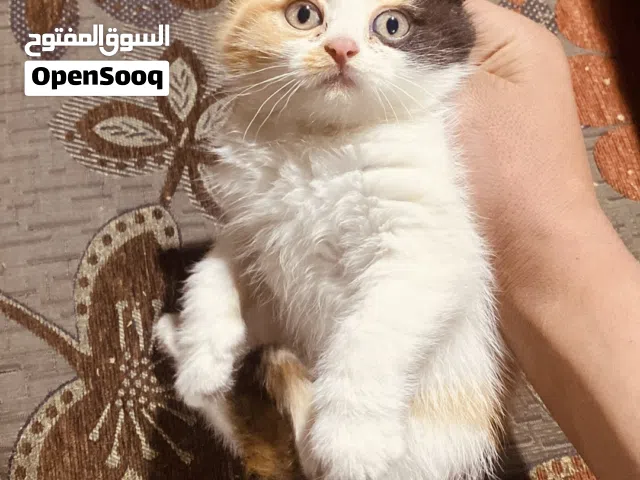 قط سكوتش شيرازي مكس للبيع