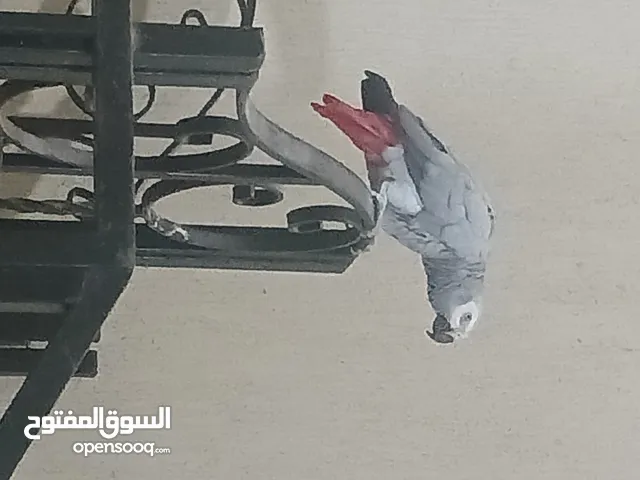 ببغاء زنجيباري
