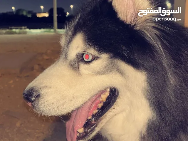 كلب هاسكي للبيع