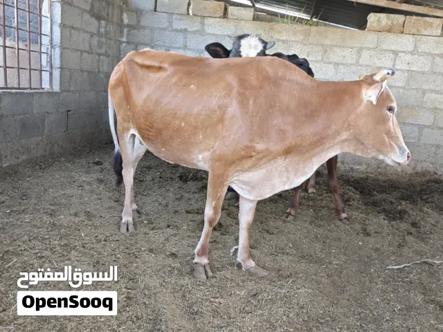 بقره محليه عشار