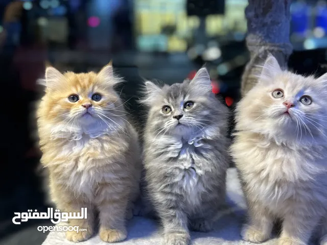 Siberian and Persian beautiful kittens are available in our store and other kinds of kittens also we