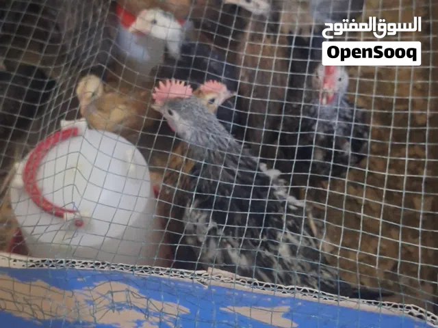 فروجات عمر شهر واكثر كويتي و عربي عادي لبيع