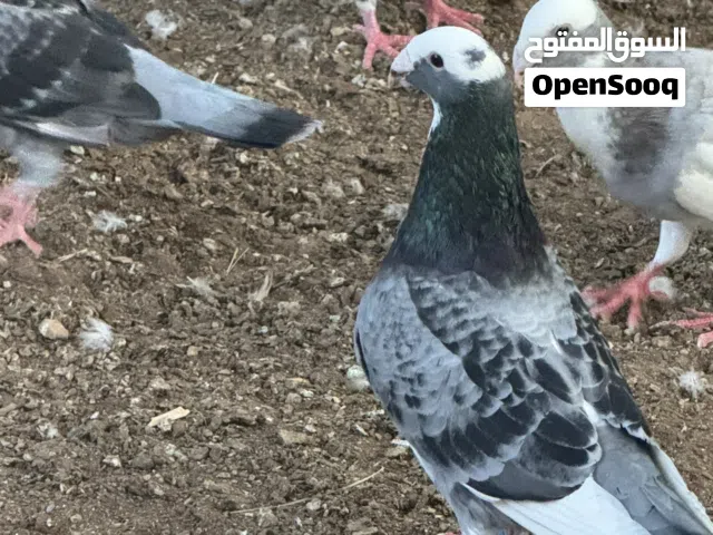 حمام فنان ماشالله
