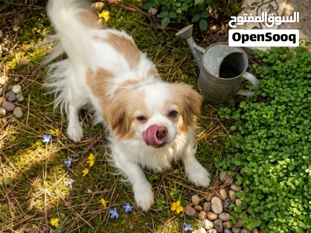 كلب للبيع مكان بغداد
