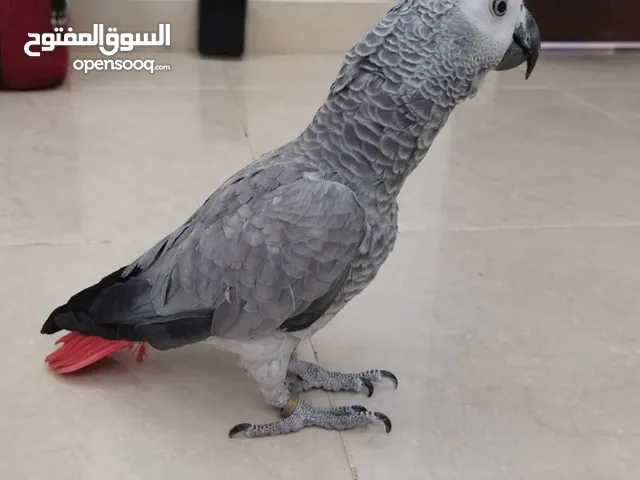 فرخ كاسكو لون فاتح صحه ونظافه