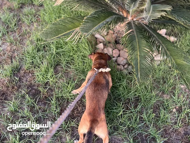 كلب شيواوا تبارك الرحمن صحه ويحب اللعب